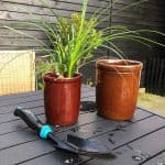 Er det tid til at omplante din plante?