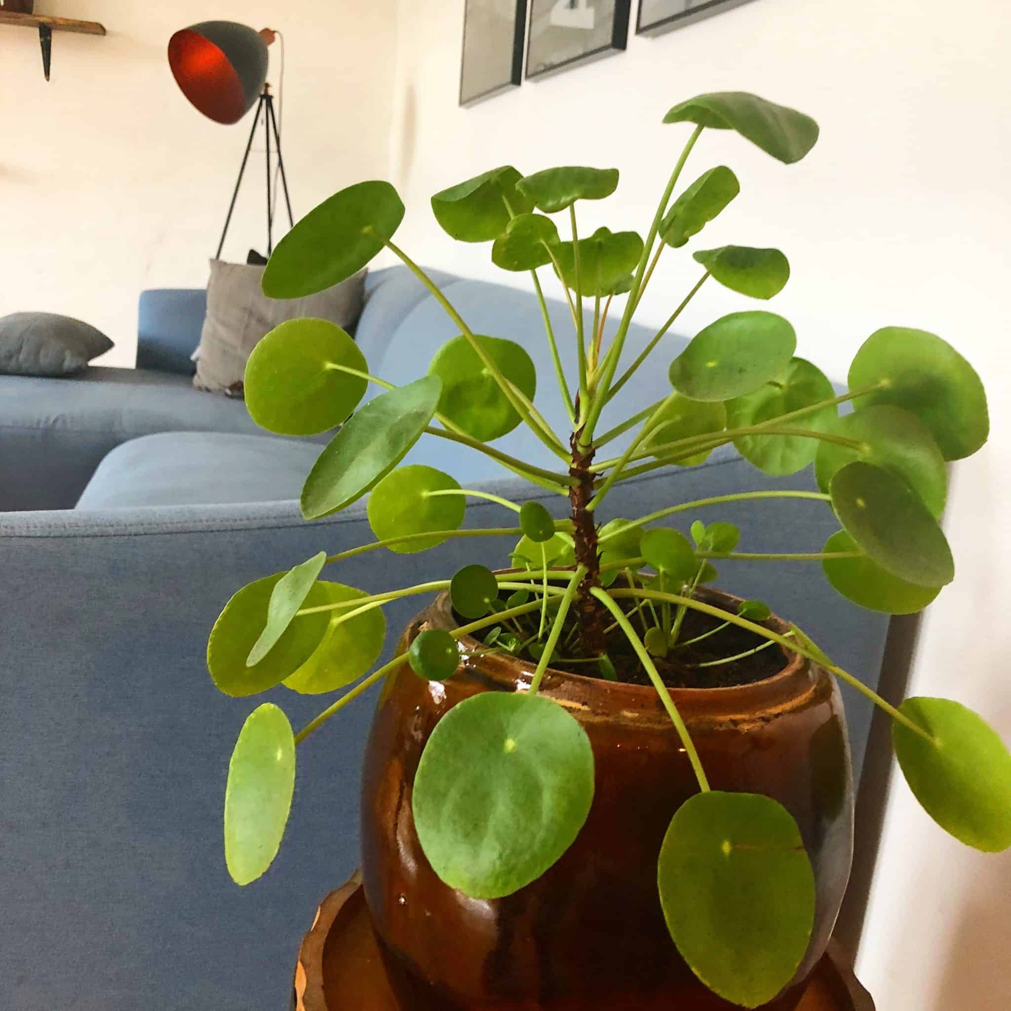 Pilea I Alt om pasning af den kinesiske pengetræ
