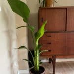 Strelitzia – Pasning af den populære Paradisfugl Strelitzia Nicolai er en tropisk stueplante, som også er kendt som paradisfuglen, papegøjeblomst og papegøjenæb