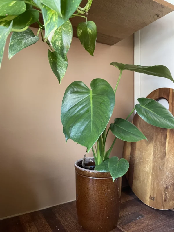 Monstera i køkken