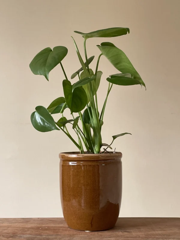 Monstera Deliciosa plante i krukke