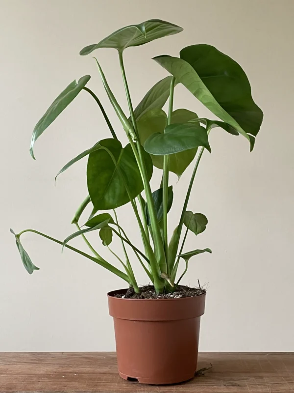 Monstera Deliciosa i potte