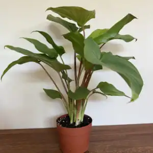 Home Alone, Homalomena Rubescens