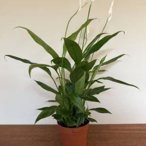 Fredslilje, Spathiphyllum