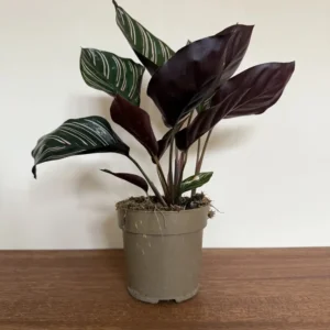 Fiskebensplante, Calathea Ornata