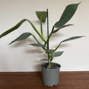 Philodendron, Grey