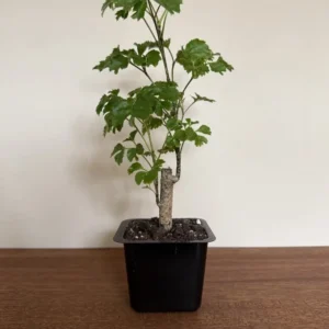 Minitræ, Polysicias Green Lemon Aralie