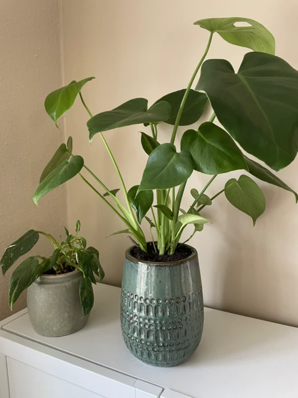 Monstera Delciosa i krukke