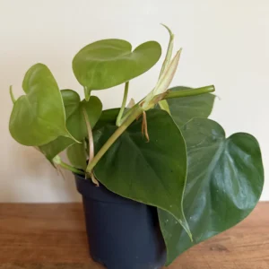 Philodendron Scandens