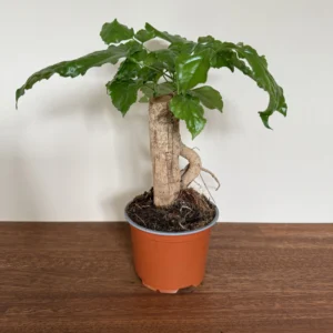 Stueask, Radermachera Sinca