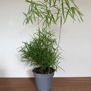 Seglasparges, Asparagus Falcatus