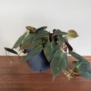 Philodendron Scandens Micans