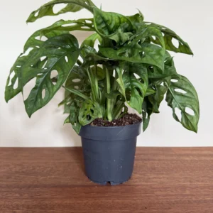 Monkey Mask, Monstera Adansonii