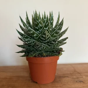 Sukkulent, Gasteria Mufasa