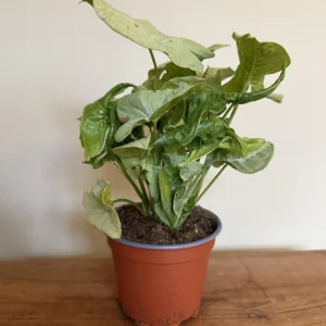 Gåsefod - Syngonium