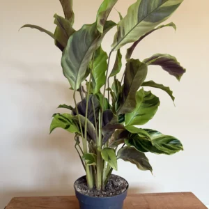 Fiskebensplante, Calathea