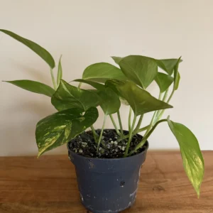 Guldranke, Epipremnum Aureum