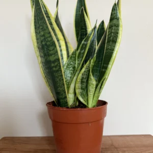 Svigermors skarpe tunge, Sansevieria Trifasciata 15 cm