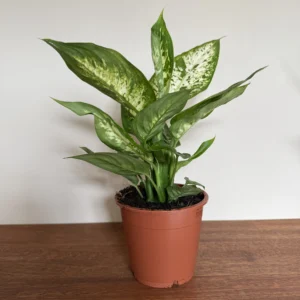Sigøjnerblad broget, Dieffenbachia