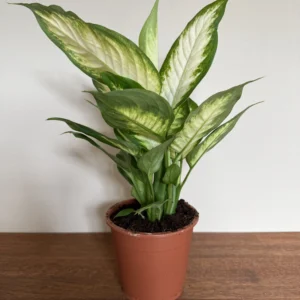Sigøjnerblad lys, Dieffenbachia