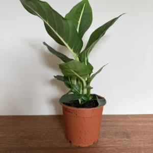 Sigøjnerblad grøn, Dieffenbachia
