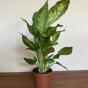 Sigøjnerblad broget, Dieffenbachia