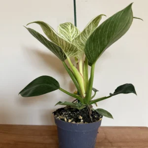 Philodendron, White Measure
