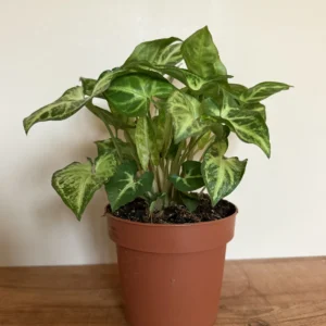 Gåsefod - Syngonium Arrow