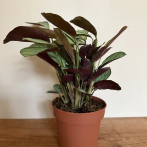 Fiskebensplante, Ctenanthe Burle - Marxi Amagris