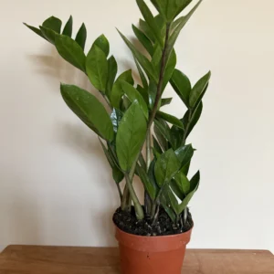 Lykkebregne, Zamioculcas Zamiafolia (zz plante)