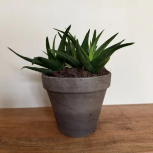 Sukkulent, Aloe Black
