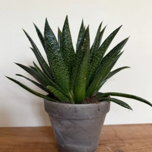 Sukkulent, Gasteria Due