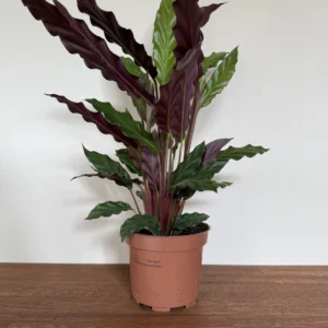 Fiskebensplante, Calathea Rufibarba Tropistar