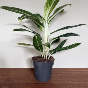 Sømandstrøst - Aglaonema Green