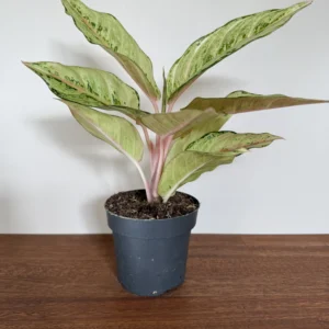 Sømandstrøst - Aglaonema Cream