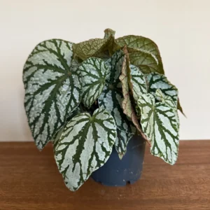 Begonia Wings, Tap dance