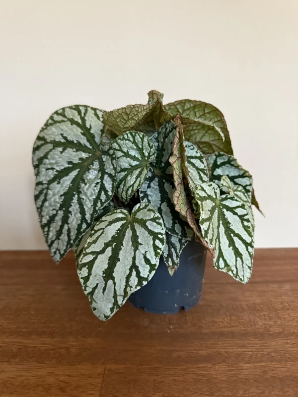 Begonia Wings, Tap dance