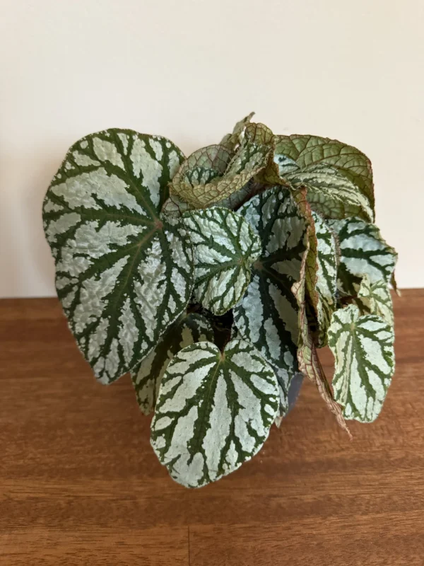 Begonia Wings, Tap dance