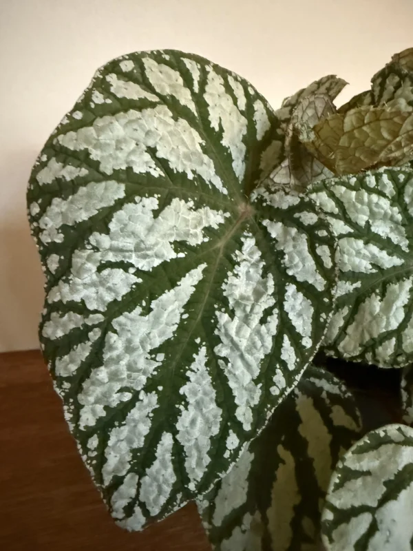 Begonia Wings, Tap dance