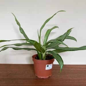 Sømandstrøst, Aglaonema White Lance