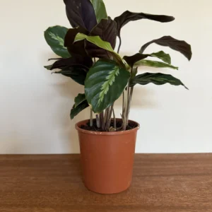 Fiskebensplante, Calathea