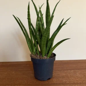 Sansevieria Kirkii
