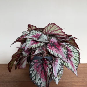Begonia Magic, Salsa