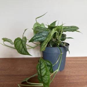 Monstera, Siltepecana