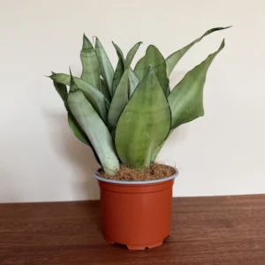 Sansevieria Moonshine