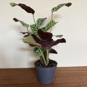 Fiskebensplante, Calathea