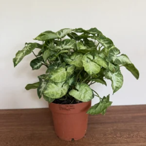Gåsefod - Syngonium Pixie