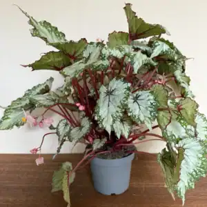 Begonia Maculata, grøn