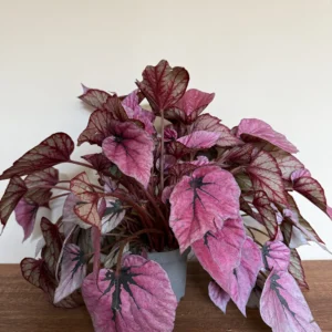 Begonia Maculata, lilla