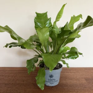 Fugleredebregne, Asplenium Nidus